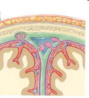 A központi idegrendszer védőrétegei: agyhártyák csontos koponya / gerinc +