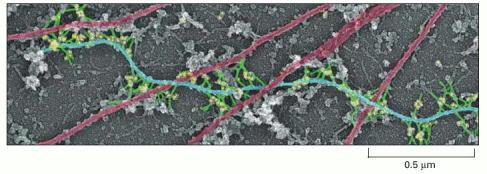 Mikrotubuluskötő fehérjék elkülönítés ( stathmin ) stabilizálás ( MAP:Microtubule Associated Proteins )