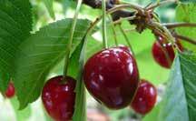Igen jól alkalmazható cseresznye, meggy (csemege) és szőlő esetében, amelyekben az érési időszakban érkező esők jelentős kárt tudnak okozni