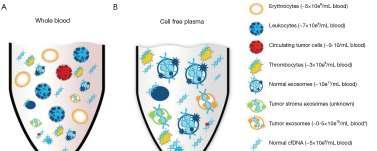 TECHNIKAI KIHÍVÁSOK Tumor DNS: CTC, ctdna, tumor exoszóma Extracellulárisan előforduló szabad DNS mennyisége a vérplazmában nagyon kevés Ennek maxnéhány %-a származik a tumorból, korai stádiumban <1%