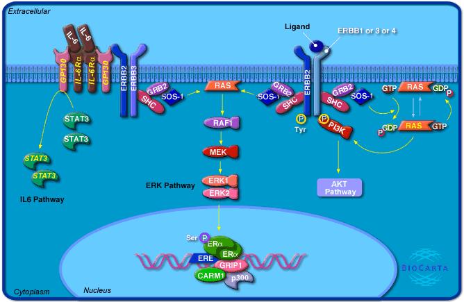 EGFR2/HER2