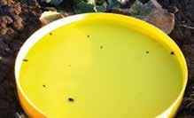 3 x 1 liter wuxal sulfur Lombtrágya 4 x 10 liter wuxal boron Plus Lombtrágya 4 x 10 liter 20 ha Cyren: 1 l/ha Fury 10 EW: 0,075 l/ha Wuxal Sulphur: 2 l/ha Wuxal Boron Plus: 2 l/ha T-Rex 0,5 1,0 l/ha