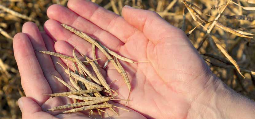 Rovar Fehérpenész Bórhiány Gazelle 20 SG 0,15 0,2 kg/ha 200 g/kg acetamiprid Designer hatásfokozóval