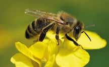 l/ha Wuxal Sulfur: 2 l/ha Dursban /cyren 2 x 5 liter Fury 10 ew Gazelle Pro 1 x 1 liter 2 x 1 kg Gazelle 20 sg 2 x 1 kg wuxal oilseed Lombtrágya 3 x 10