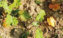 Biostimulátor Wuxal Ascofol 2 3 l/ha Kiemelt hatóanyag: tengeri alga és bór Lombtrágya Wuxal Boron Plus 2 3 l/ha Kiemelt hatóanyag: bór és foszfor Ne éhezzen!