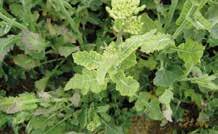 l/ha Wuxal Boron Plus: 2 l/ha Picasso: 0,3 0,5 l/ha Wuxal Ascofol: 2,5 3 l/ha Csomagajánlat!