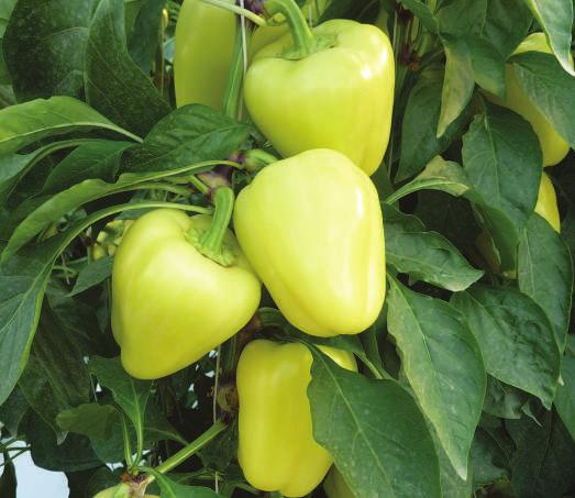 Izvanredno lijepi plodovi Bíbic F 1 Rani hibrid izduženih plodova težine 120-160 g. debelog mesa (sitniji ali teški plodovi vrlo pogodni za punjenje). Plodovi su u fiziološkoj zrelosti crvene boje.