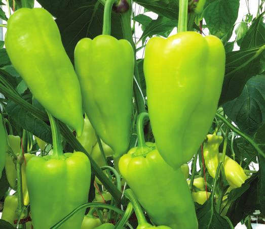 Visok prinos i vrlo jake otpornosti Posonium F 1 HR Tm2, IR TSWV Rani hibrid. Može se saditi od veljače do srpnja. Slatka paprika, izvrsnog okusa, plod ima veoma široka ramena.