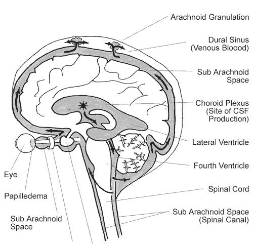 PLEXUS