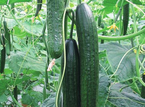 Kiemelkedő minőségű, sötétzöld termései 32 36 cm hoszszúak. A szabályos alakú, enyhén bordás uborkák gyakran teljesen nyaknélküliek.