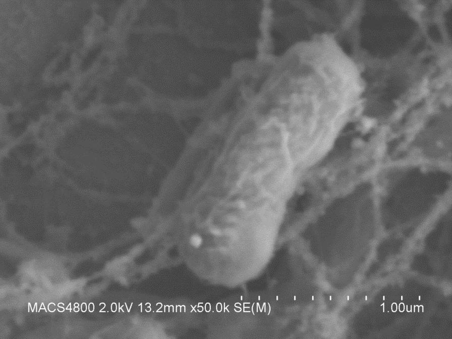 NASA partnerség a plazmakutatás terén NASA Ames Kutatási Központ: Hogyan pusztítja el a Novaerus a mikroorganizmusokat? E.