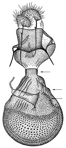 ochridata,, Mátra (fotó: Fazekas I.) Fig.