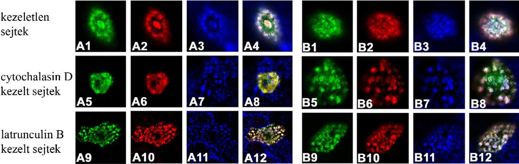 cytochalasin D-vel, illetve latrunculin B-vel kezeltük, a kezelés után a sejteket fixáltuk, immunfestettük, és a lokalizációs viszonyokat konfokális mikroszkóppal vizsgáltuk.