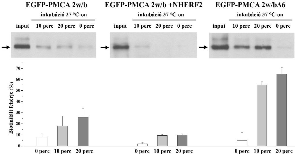 sejtfelszínen maradt PMCA fehérjéktől, amelyekről az inkubálást követően jégen végzett glutation kezeléssel eltávolítottuk a sulfo-nhs-ss-biotint.
