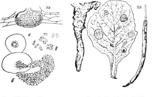 faj: Phoma lingam repce