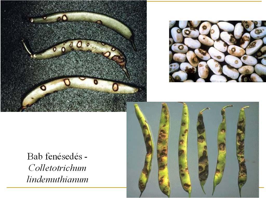 Mikológia 5 15 Bab fenésedés -