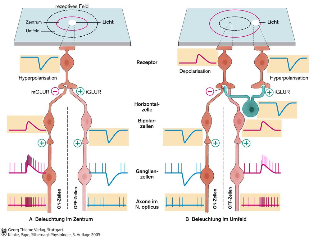 receptív mező centrum periféria fény fény receptor hyperpolarizáció depolarizáció hyperpolarizáció