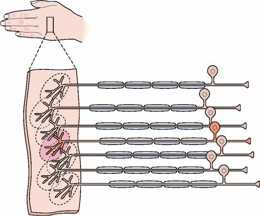 Az ingerelt szenzoros neuronok térbeli eloszlása az inger helyét adja meg az inger térbeli vagy testfelszíni lokalizációja az