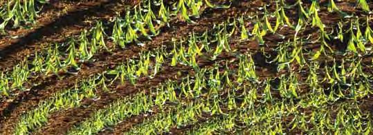 JAVASOLT TECHNOLÓGIA A készítményeket a kukorica 3 6 leveles, illetve 10 20 cm-es állapotában kell kipermetezni, amikor a magról kelô egyszikû gyomnövények 1 3 levelesek.