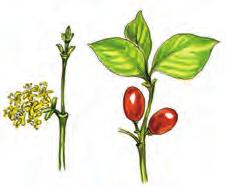 Legismertebb hazai cserjéink: Kökény: zárvatermő a virág termőjéből fejlődik a termés, csonthéjas termésű, ágtövisei vannak.