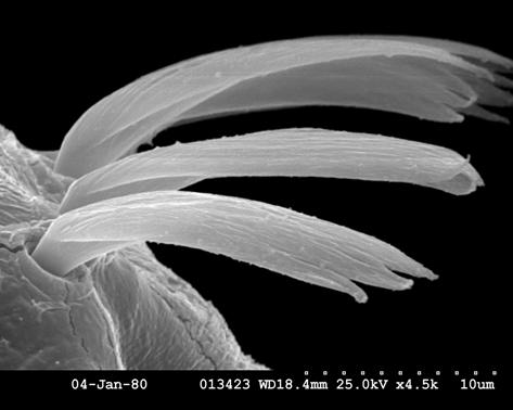Mikroszkópi fotófelvétel: Parergodrilus heideri egészben és a feji rész,