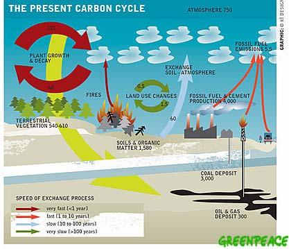 FORRÁSOK: Fosszilis tüzelőanyagok égetése Erdőirtások (mezőgazdasági területek növelése) Cementgyártás Közlekedés Élőlények légzése