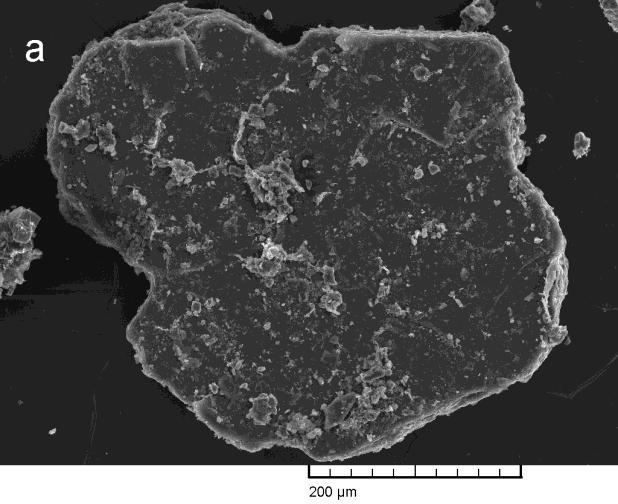 SEM felvételek Biofilm réteggel fedett