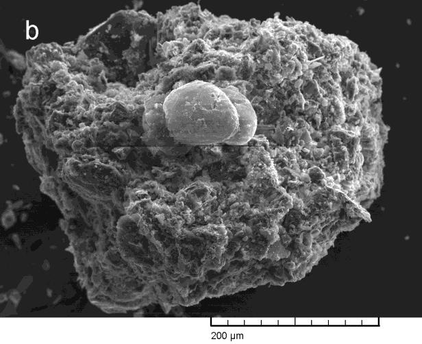 microscope Jelmagyarázat: a: iszap B