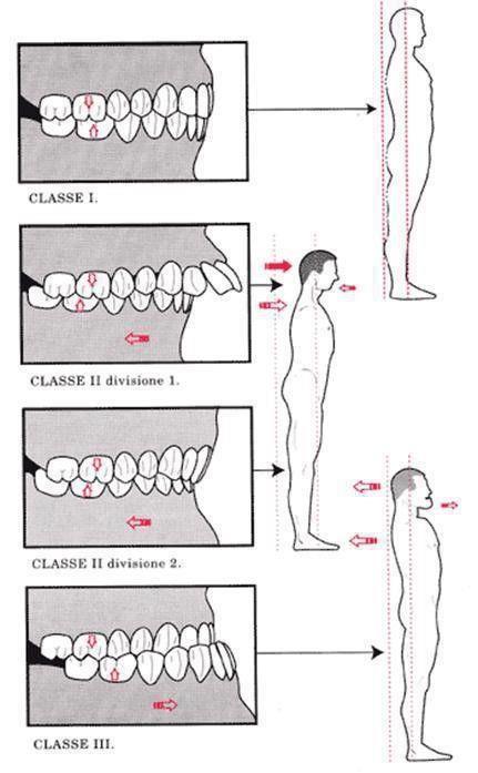 FOGAK ELRENDEZŐDÉSE ÉS