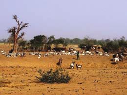 Nyugat- Szahara Szenegál Mauritánia Mali Algéria Niger Nigéria Csád Szudán Eritrea Etiópia Bioszféra A legnagyobb ökológiai rendszer, a földi élet színtere, magában foglalja a Föld összes élőhelyét