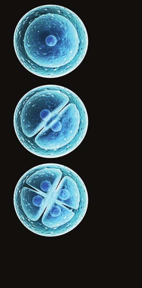 Megtudhatod Miért születik csaknem ugyanannyi fiú és lány? 5. A sejtosztódás A sejtciklus nyugalmi szakaszát követően az eukarióta sejtek kétféleképpen osztódhatnak: mitózissal vagy meiózissal.