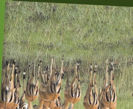 Egy impala (Aepyceros melampus)