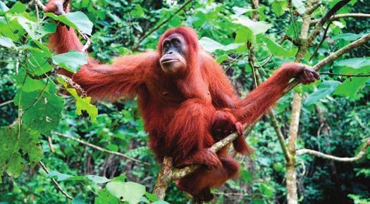 A szakemberek közt jelenleg is vita zajlik a leletek értelmezéséről, az emberi evolúció folyamatáról. Az emberi faj elődeinek maradványai Afrikából kerültek elő.