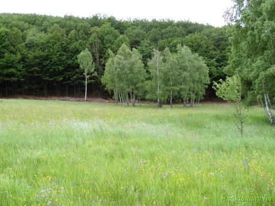 Útközben növényismeret, land art a természetben, verselés és