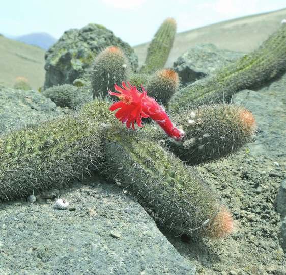 Mário SNOPKA Fordította: MOTTAJCSEK Péter Loxanthocereus acanthurus (VAUPEL) Bᴀᴄᴋᴇʙᴇʀɢ 1937 Ebben a cikkben a Loxanthocereus nemzetség egy kistermetű tagját mutatom be, ami már 20 cm-es magassággal