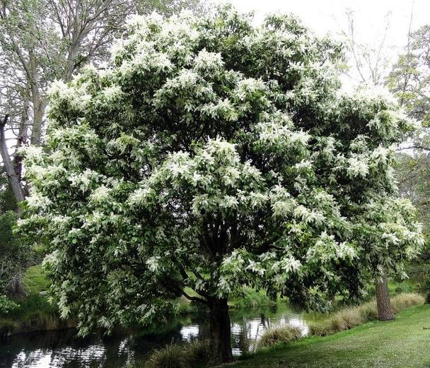 Az év fája a virágos kőris A virágos kőris (Fraxinus ornus) Közép és Dél-Európában őshonos kőrisfaféle, a legészakibb előfordulása Magyarország, ahol a karsztbokorerdőkben találkozhatunk vele vadon.