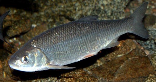 Balin lett az év hala Legszebb halaink egyike a balin (Leuciscus aspius) - nyúlánk, oldalról lapított testét apró, ezüstszín pikkelyek fedik.