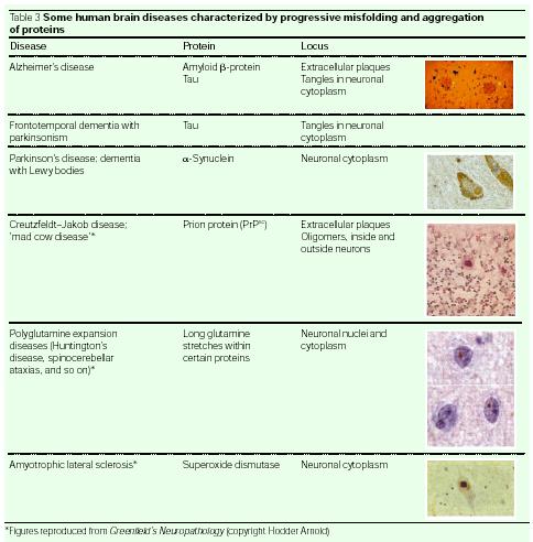 Neurodegeneratív betegségek A középagyi-törzsdúci (striátum) régió dopaminhiánya áll!