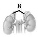 68. Glandele endocrine intervin pentru menținerea echilibrului funcțional dintre organism și mediu.