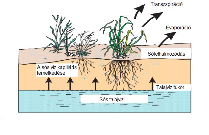 0,2-2m talajvíz Szikesedés párolgás csapadék A szikes talaj kialakulásához három tényezőre van szükség: -A csapadék