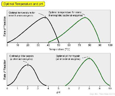A hőmérséklet hatása 22 A szubsztrátkoncentráció hatása Ha több a szubsztrát nagyobb