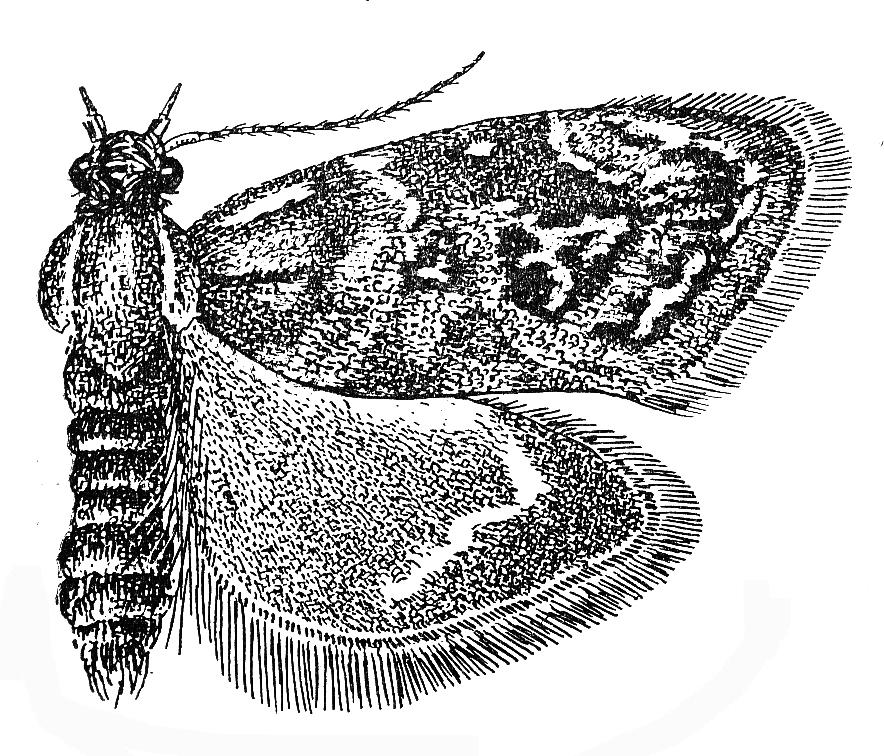 microlepidoptera.hu 1. (2010.09.30.) 3 1. ábra Fig. 1. Tebenna bjerkandrella 2. ábra Fig. 2. Tebenna micalis Észak-Afrikáig.