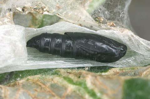 Tebenna bjerkandrella: a) lárva larva, b) báb