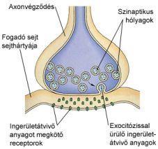 Kémiai szinapszisok Az ingerületátvivő (neurotranszmitter) anyag: Serkentő