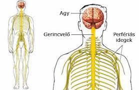AZ EMBER KÖZPONTI IDEGRENDSZERE: A GERINCVELŐ a csigolyaívek által alkotott gerinccsatornában fut hengeres, szelvényezett felépítésű (csigolyánként lépnek ki a gerincvelői idegek) átmérője