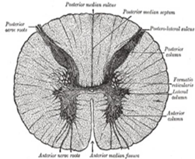 A GERINCVELŐ METSZETE: SZÜRKEÁLLOMÁNY: belül, lepke alakú hátsó, oldalsó és elülső szarv mozgató