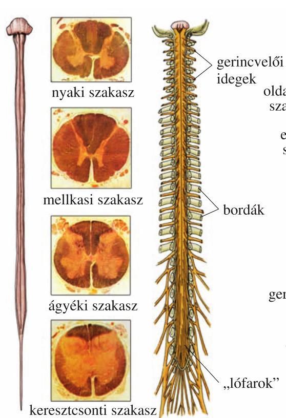 LESZÁLLÓ pálya: mozgató információt szállít agykéregből