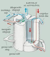 A gerincvelői idegek A gerincvelőhöz kétoldalt kapcsolódnak Szimmetrikus elhelyezkedésűek Tartalmazzák: Az érző idegsejtek bevezető rostjait hátsó gyökér A
