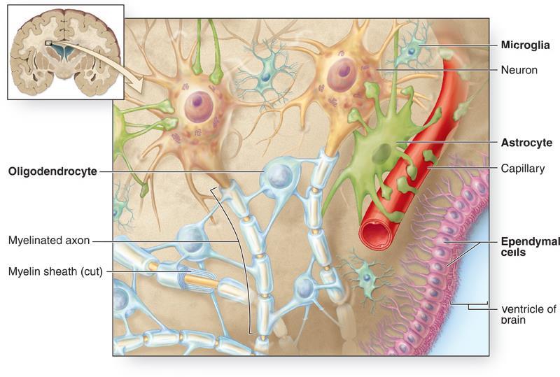 Az idegrendszert felépítő egyéb sejtek neuronok