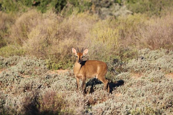 Duiker Common